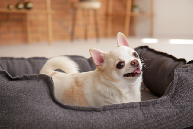 別室で待機するチワワ